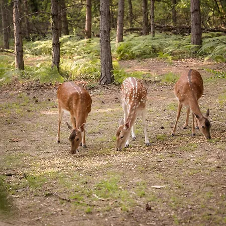 Domaine De Pech Et Lafon Avec Privatif Dans Les Arbres Chata *